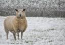 Snow: Met Office issues update on Herefordshire snow warning