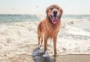 These are the beaches you can bring your dogs to this autumn