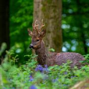 A deer in Herefordshire pictured by Camera Club member Tom Pennington