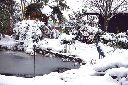 Denise Morgan sent us this photo of her pond in Marden.