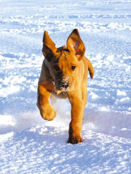 Adele Loney sent us this photo of 4 month old red Labrador Chester who is loving playing in and eating the snow.