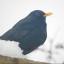 A blackbird, who is a regular visitor, in our garden with snow on his beak just before he flew down to get some food we had put out for him.
by Denise Morgan in Marden.