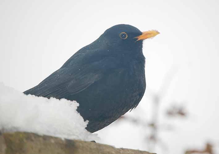 A blackbird, who is a regular visitor, in our garden with snow on his beak just before he flew down to get some food we had put out for him.
by Denise Morgan in Marden.