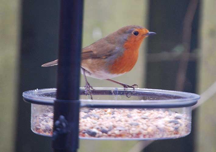 A Robin, in our garden. He has snow all around him and in the photo has just visited our bird feeding station for a snack.
by Denise Morgan in Marden.