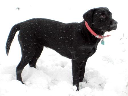 Black labrador Molly from Belmont has been enjoying the snow.