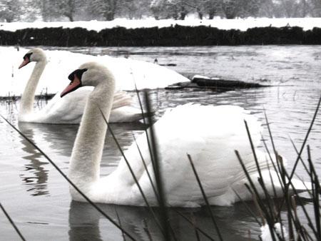 The River Lugg in Mortimers Cross and a couple of swans sent in by Luke Thomas.