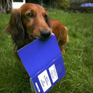 Dachshund Dante with his new pet passport 