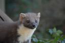 Pine martins are breeding in the New Forest