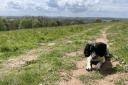 Dog walkers who use the Bromyard Downs have been given a warning about keeping their pets under control