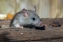 A group of mice were responsible for a broadband outage in Llanfair Caereinion.