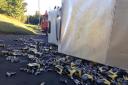 Hundreds of Strongbow cans were spread across the road