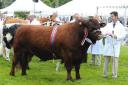 The majestic Devon breed champion Tilbrook Kiwi in the parade ring at last year’s Three Counties Show.