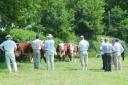 European visitors looking at Hereford cattle in the orchards at Temple Court, Bosbury.