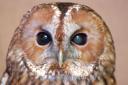 Monsey, a Tawny owl who was rescued after being found injured at the roadside.