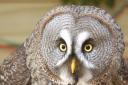 Grizzle, a Great Grey owl who hatched in June 2006.