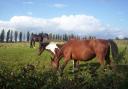Equestrian, Fly-grazing action plea to England