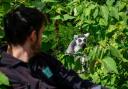 A keeper admires a ring tailed Lemur at Bristol Zoo Gardens ahead of its closure in Saturday. Picture: 
Ben Birchall/PA Wire