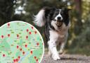 Alabama rot: Confirmed case of fatal dog disease in Herefordshire