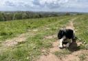 Dog walkers who use the Bromyard Downs have been given a warning about keeping their pets under control