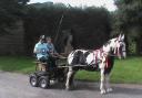 Equestrian, winning carriage star, Nick Jones of Whitten Way, Hereford