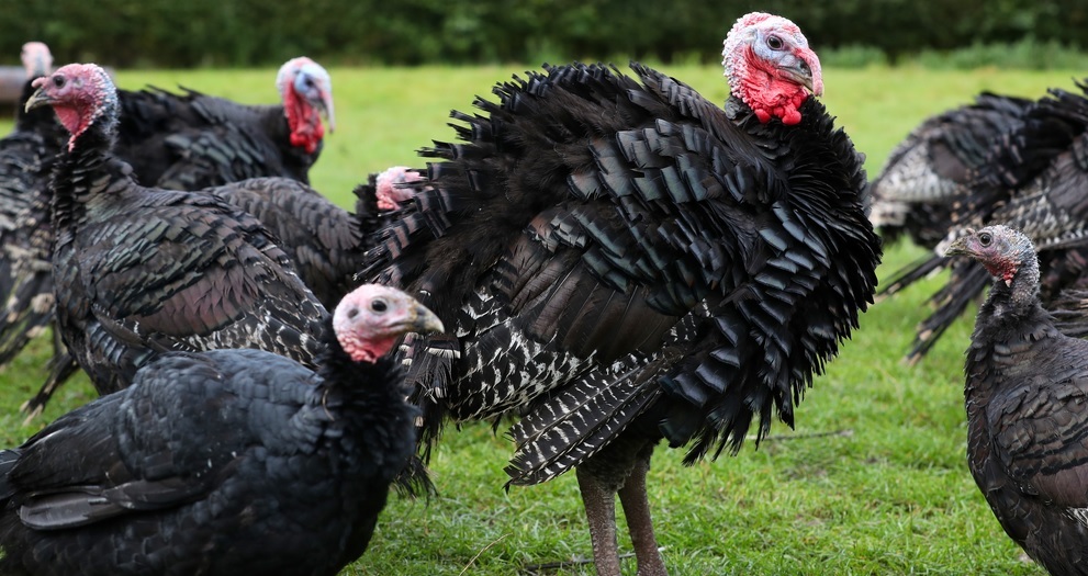 There are national fears there could be a shortage of turkeys at Christmas