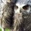 All the British owls can be seen at The Small Breeds Farm Park and Owl Centre, Kington.