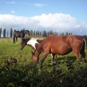 Equestrian, Fly-grazing action plea to England