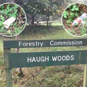 Photographs and video footage show litter discarded in Haugh wood