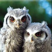All the British owls can be seen at The Small Breeds Farm Park and Owl Centre, Kington.