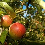 AppleFest is coming to Hereford this autumn