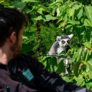 A keeper admires a ring tailed Lemur at Bristol Zoo Gardens ahead of its closure in Saturday. Picture: 
Ben Birchall/PA Wire