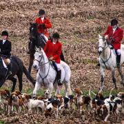 Horses and hounds (not in Herefordshire; picture: Beau Considine, CC BY-SA 2.0 licence)