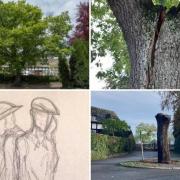 views of the Verdun Oak over time, and the planned design for its remaining trunk