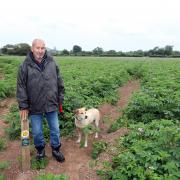 Tom Atkins and his dog, Davey next to a waymarking post, surrounded by potato crop which blocking the public right of way