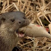 An otter pictured in Herefordshire