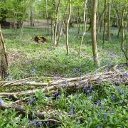 Lea and Pagets Wood has been struck by ash dieback