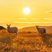 Sheep basking in the golden hour sun at Hergest Ridge