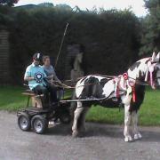 Equestrian, winning carriage star, Nick Jones of Whitten Way, Hereford