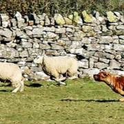 A dog owner has been told to pay a farmer compensation after their pet injured a sheep. Stock picture: Cumbria Dog Training