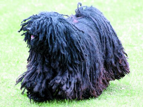 Martha the Hungarian Puli