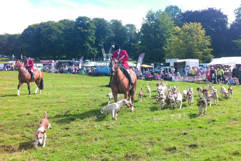 A hunting hound display at Herefordshire County Fair. Picture by Ryan Davies-Blanchard.