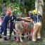 A cow is pulled out from a tree in Shropshire this week.