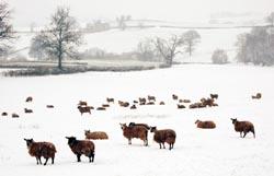 Herefordshire sheep in blanket snow field