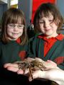 Molly Watkins and Chelsie-Mae Latham come face to face with a tarantula at Holmer Primary School. 081117-1