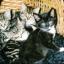 The kittens that tested negative for feline AIDS despite thier mother carrying the virus.