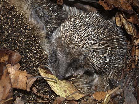 Hedgehog babies in a Herefordshire garden. Photo by David Rice.