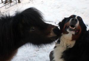 Trevor making friends with Rocky