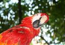Stock image of a parrot