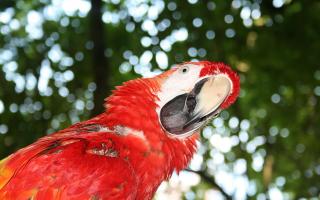 Stock image of a parrot