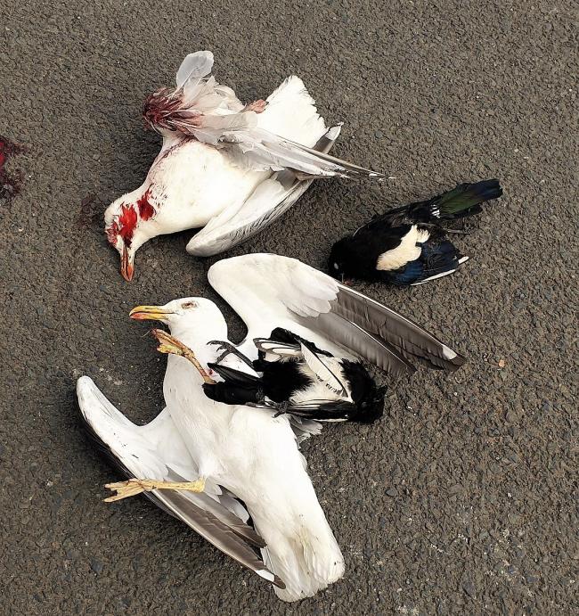 Dead birds found at Rotherwas, Hereford. Picture: @SouthsideCops